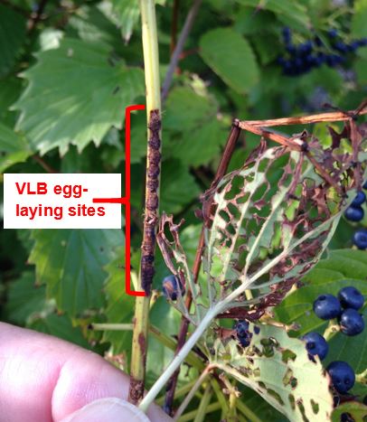 Viburnum leaf beetle egglaying sites